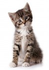 Beefmix kitten/kat 200 gram