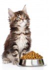 Kibbles Kitten Premium 10 kg.