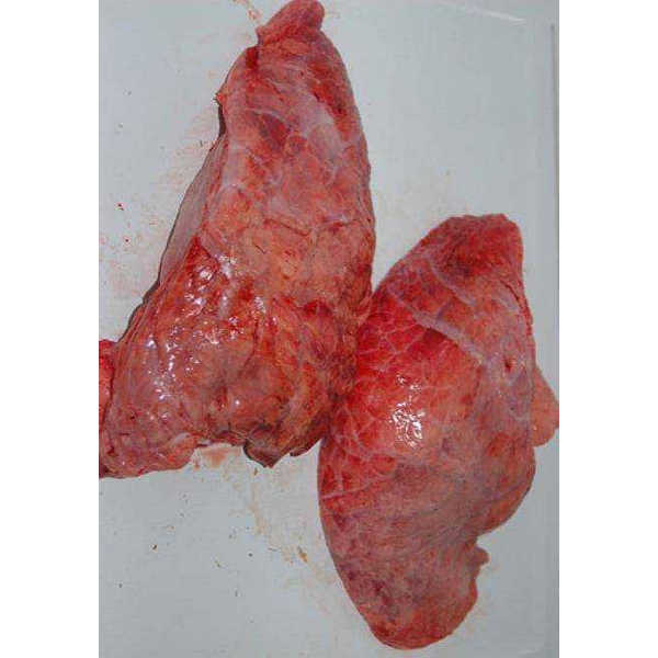 Runderlong 1000 gram