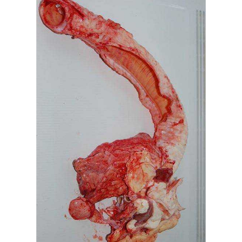 Runderluchtpijp 1000 gram