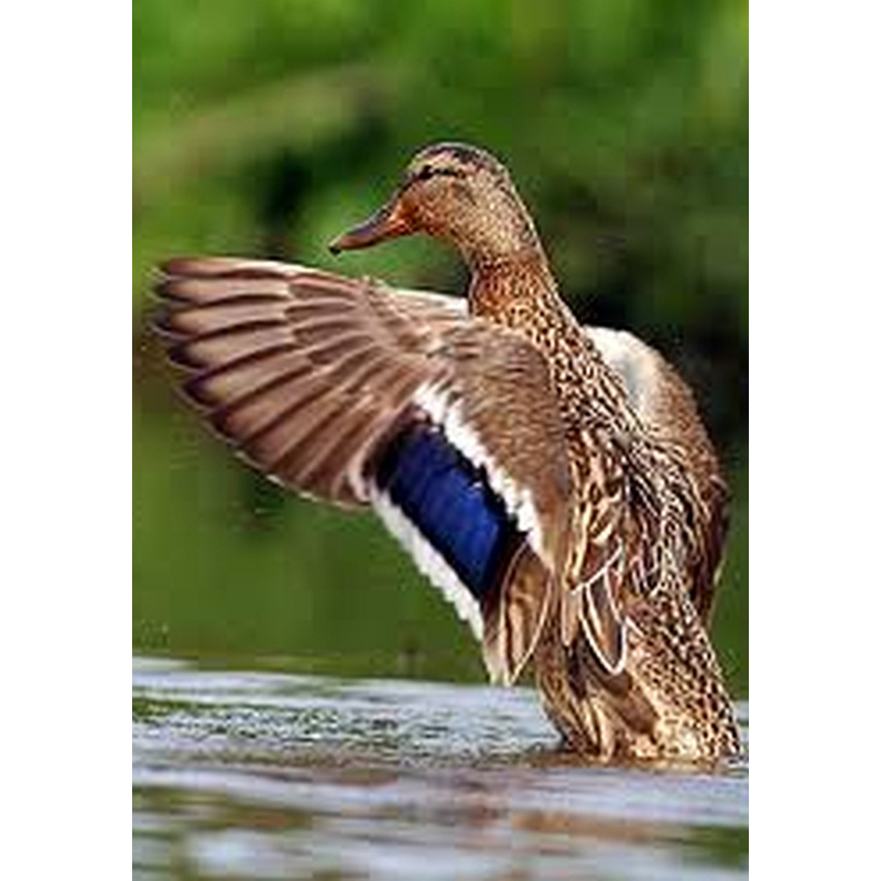 Dogmeat Eend Compleet 200 gram