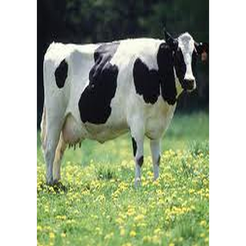 Dogmeat Rund/Pens Compleet 200 gram