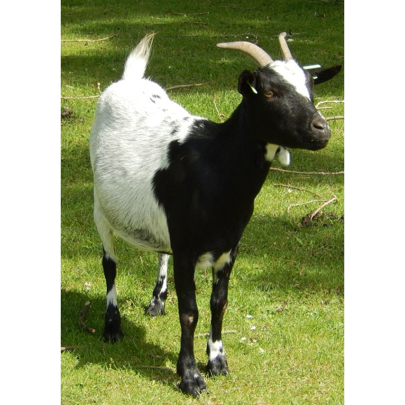 Dogmeat Geit Compleet 200 gram