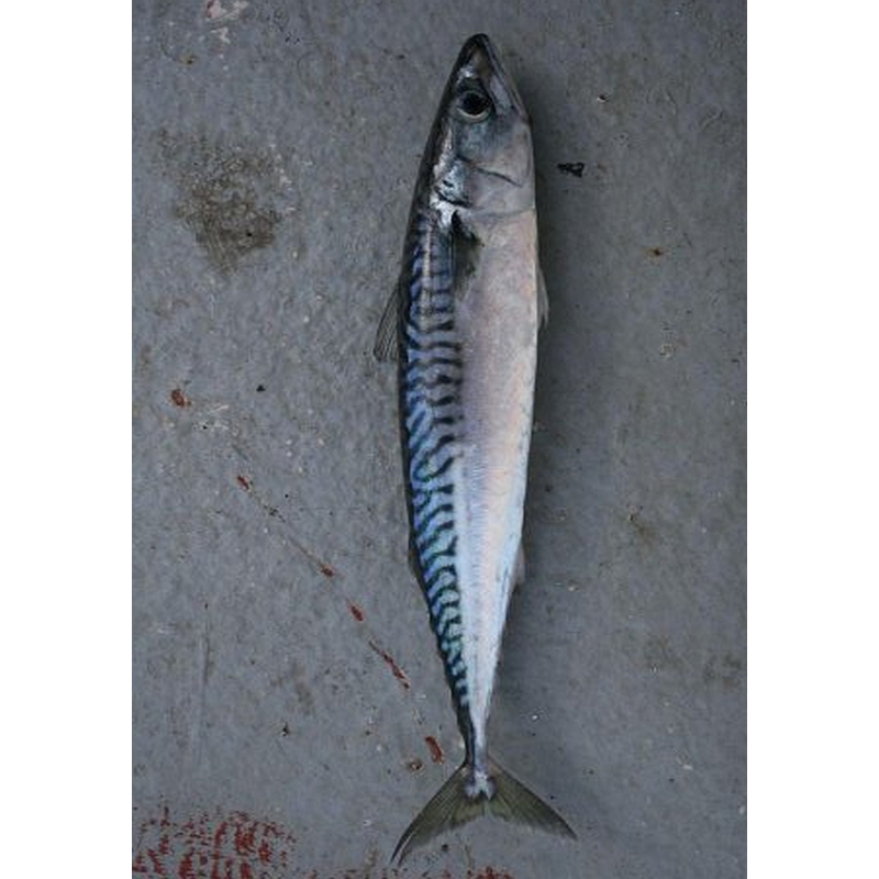 Dogmeat Kip/Makreel Compleet 200 gram