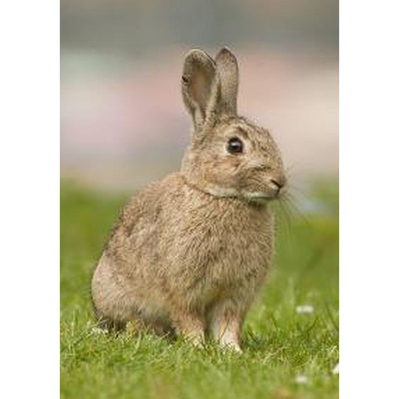 Dogmeat Konijn Compleet 200 gram