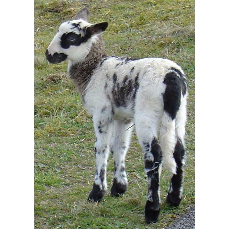 Dogmeat Lam Compleet 200 gram