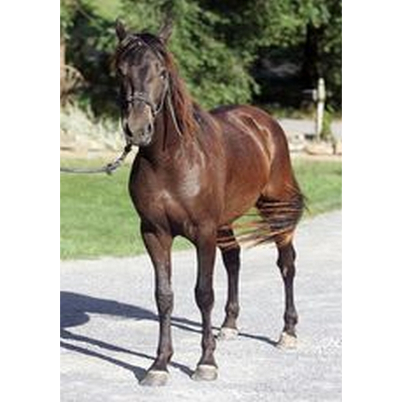 Dogmeat Paard Compleet 200 gram