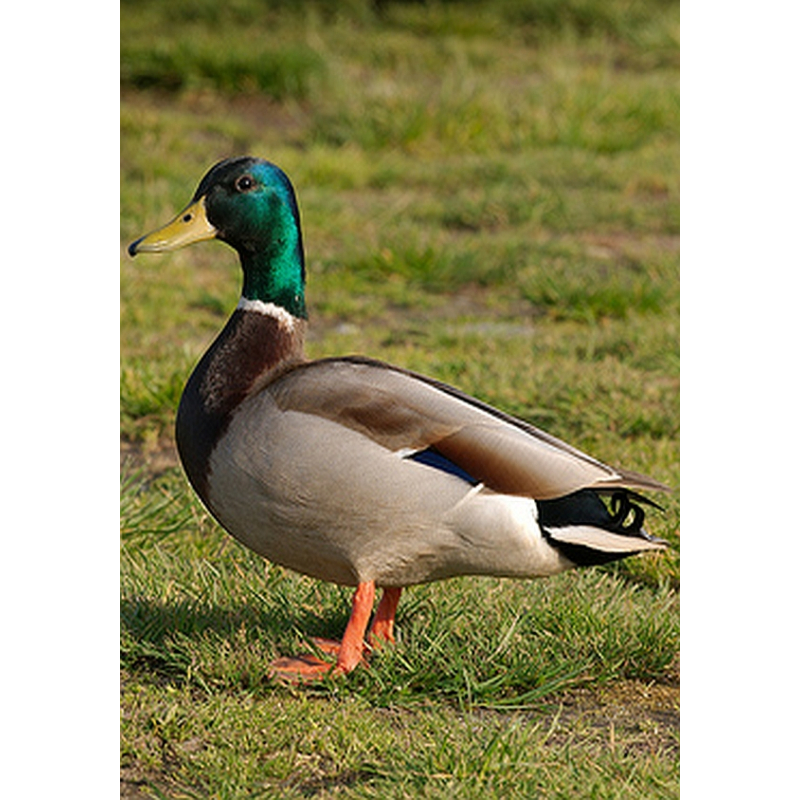  Enkelvoudig gemalen Eend 200 gram