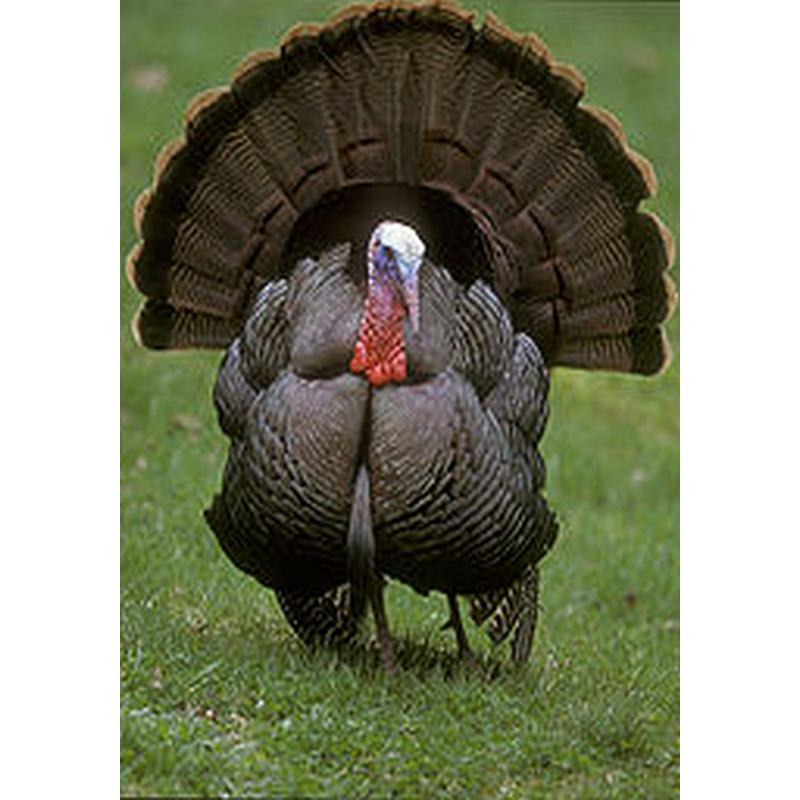  Enkelvoudig gemalen kalkoen 200 gram