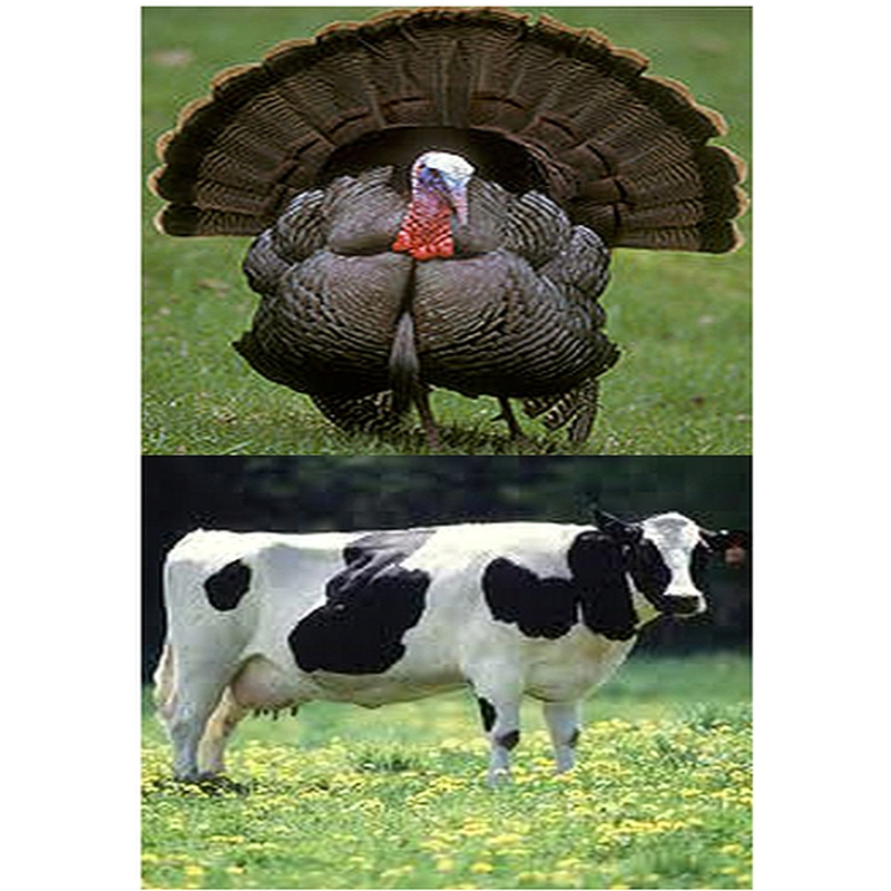  Enkelvoudig gemalen kalkoen/pens 1000 gram