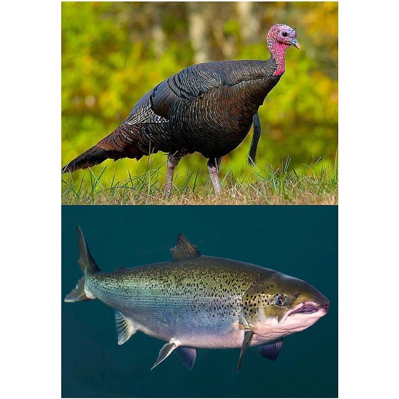  Enkelvoudig gemalen Kalkoen/Zalm 500 gram