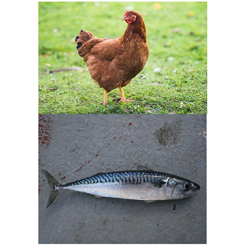  Enkelvoudig gemalen Kip/Makreel 1000 gram