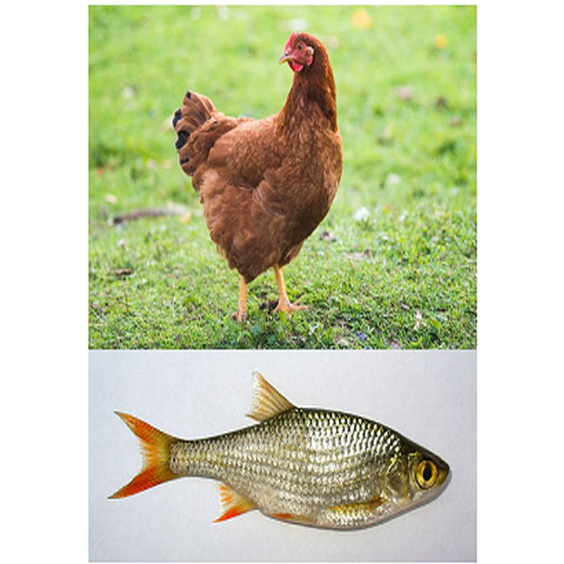  Enkelvoudig gemalen Kip/Vis 1000 gram