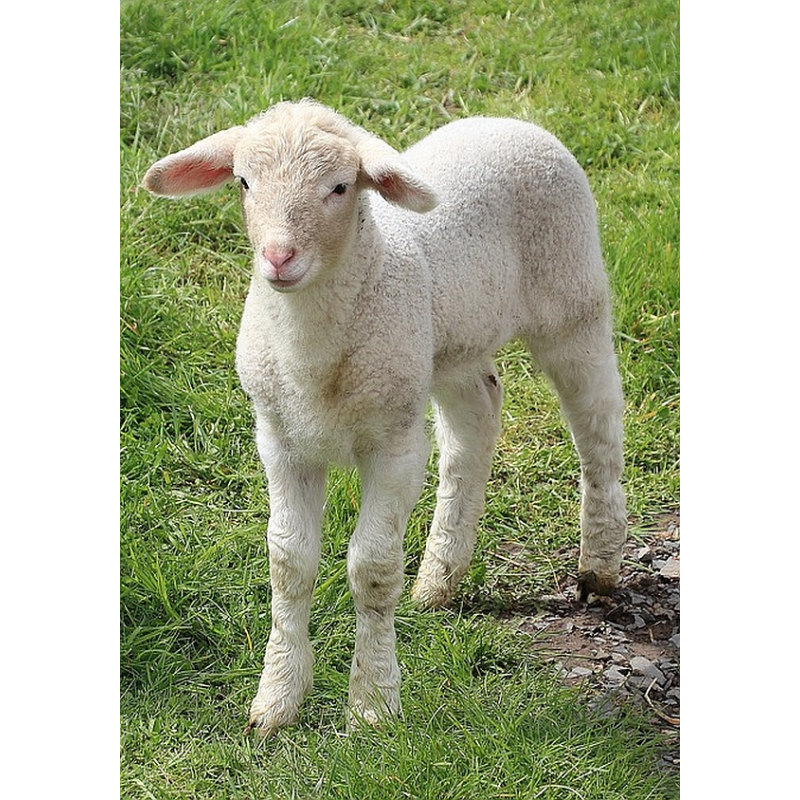  Enkelvoudig gemalen Lam 500 gram