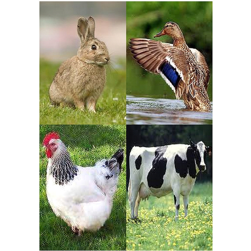 Enkelvoudig orgaanmix gemalen 1000 gram