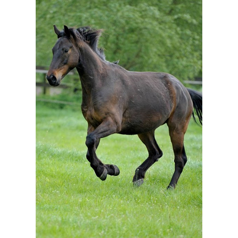  Enkelvoudig gemalen Paard 200 gram