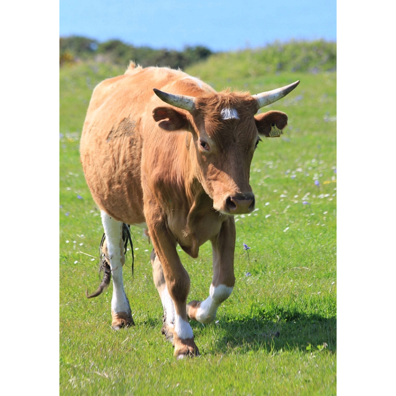  Enkelvoudig gemalen Runderpens 200 gram