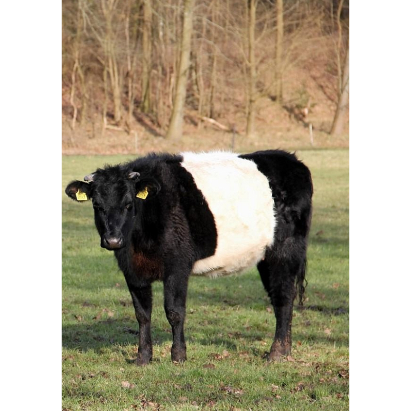  Enkelvoudig gemalen Runderboekmaag 200 gram