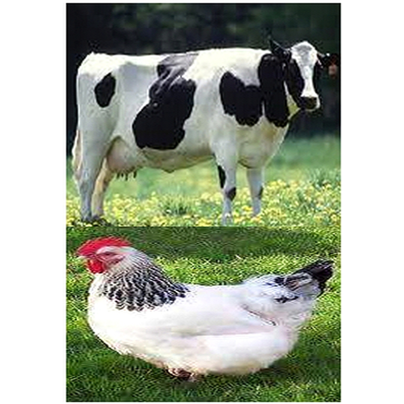  Enkelvoudig gemalen Rund/Kip 200 gram