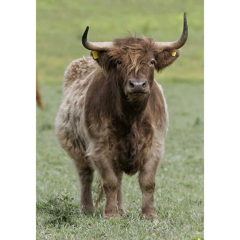  Enkelvoudig gemalen Runderhart 500 gram