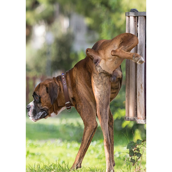 Medipetfood Blaas 500 gram