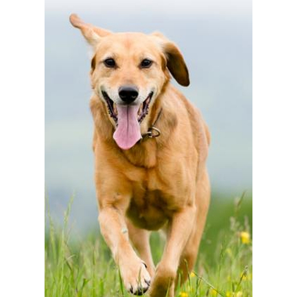 Medipetfood Diabetes 500 gram