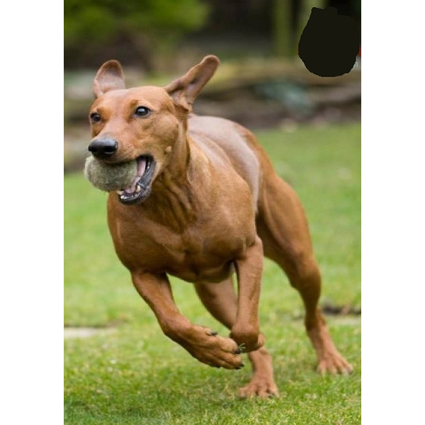 Medipetfood Gewrichten 500 gram