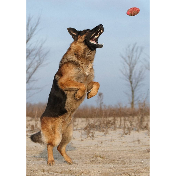 Medipetfood High Energy 500 gram