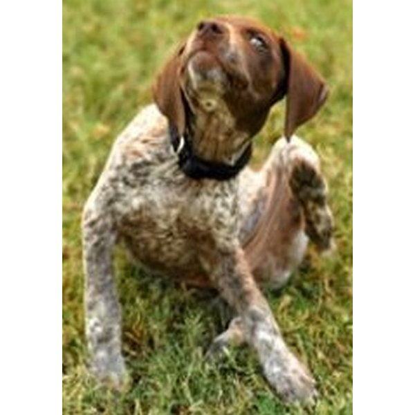 Medipetfood Huid/Vacht 500 gram