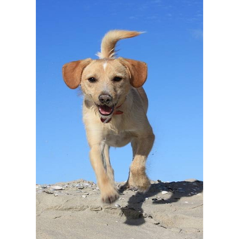 Medipetfood Immuno Boost 500 gram