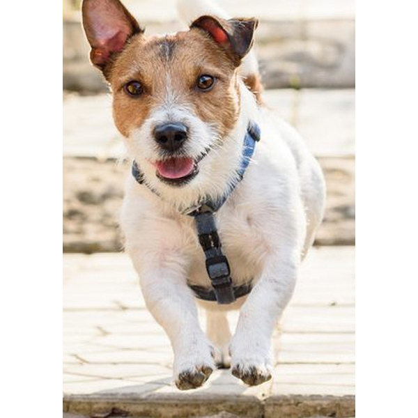 Medipetfood Nier 500 gram