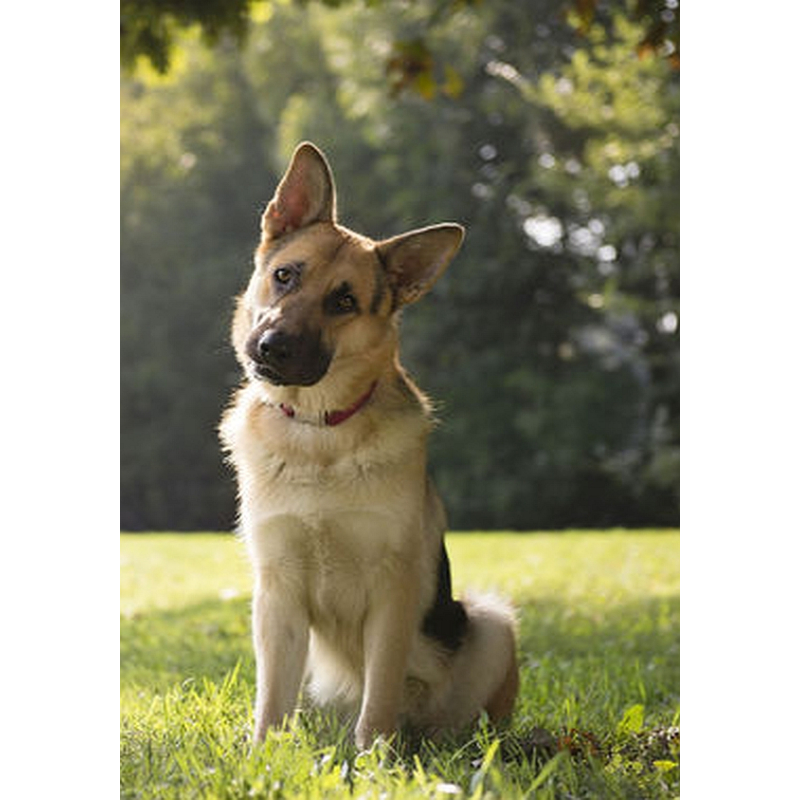 Medipetfood Pancreas 500 gram