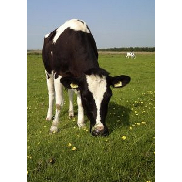 Natudog Compleet 200 gram