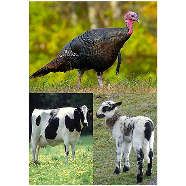 Prestige 3-mix 1000 gram