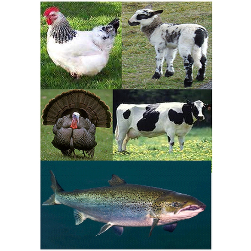 Prestige 5-mix 1000 gram