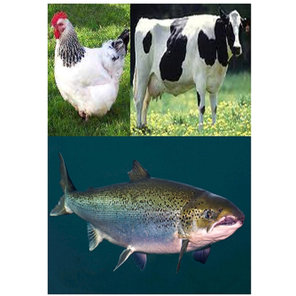 Prestige 3-mix 1000 gram