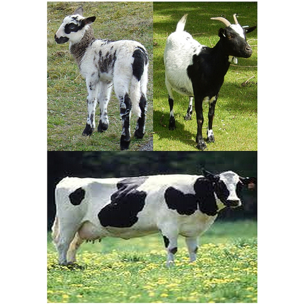 Prestige 3-mix 1000 gram