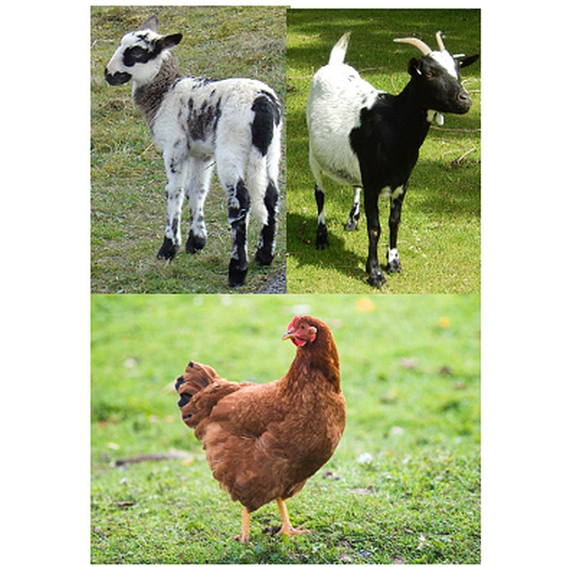 Prestige 3-mix 1000 gram