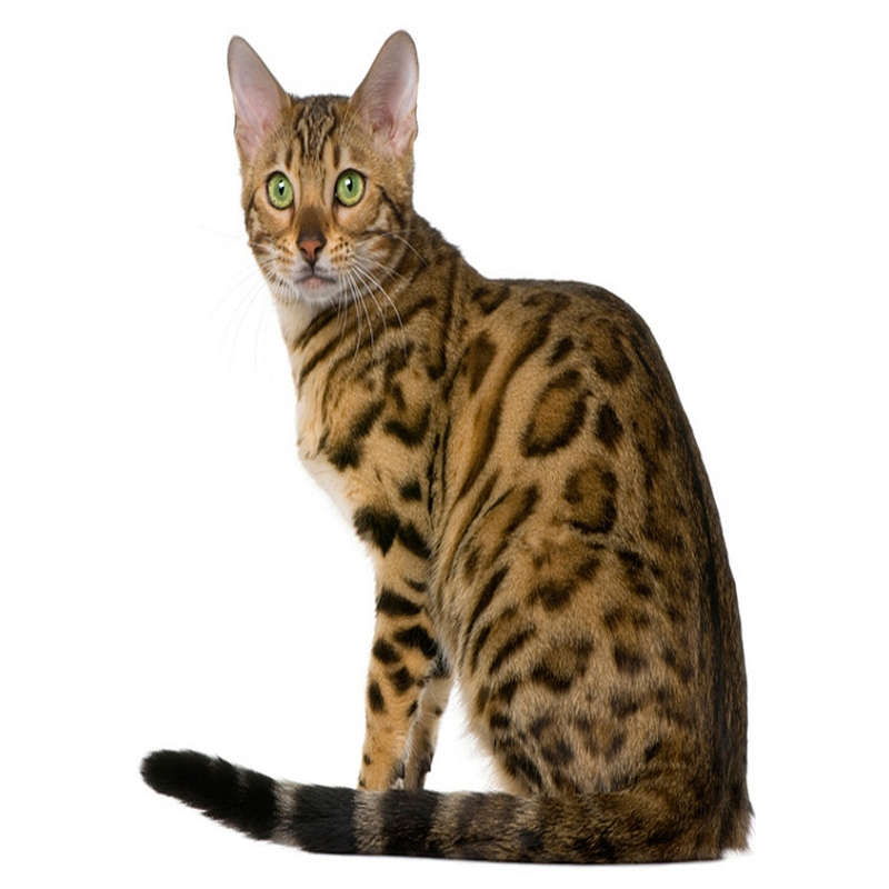 Beefmix vis 200 gram