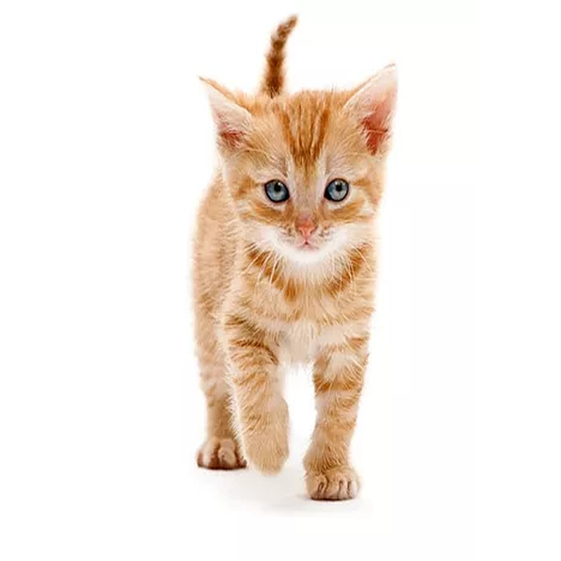 Cats Nature Eend 200 gram