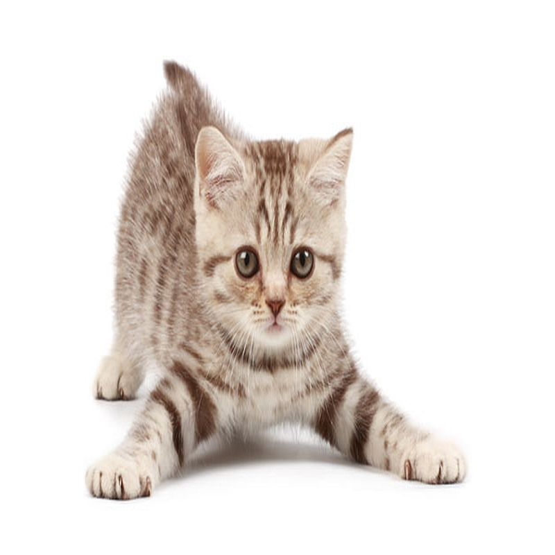 Cats Nature Kalkoen 200 gram