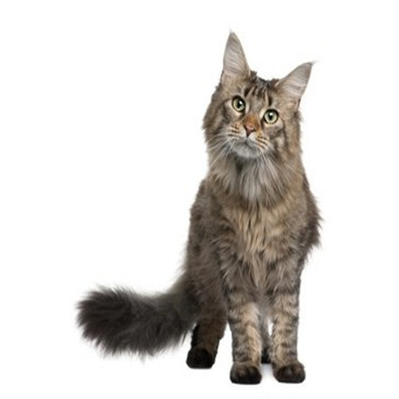 Cats Nature Konijn 200 gram