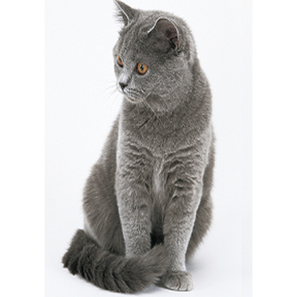 Cats Nature Paard 200 gram