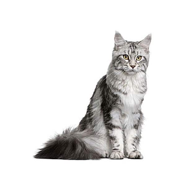 Witvis gemalen 1000 gram