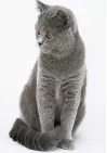 Cats Nature Paard 200 gram